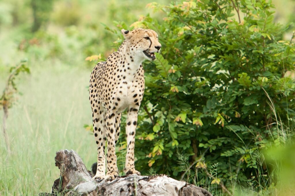 nature, wildlife, grass, outdoors, cheeta, cheeta, cheeta, cheeta, cheeta, cheeta