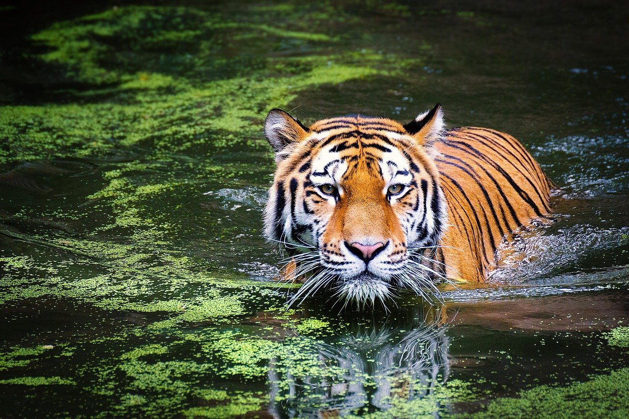 tiger, swamp, big cat, wild cat, jungle, water, animal world, animal portrait, predator, dangerous, hunting, nature, wild, tiger, tiger, tiger, tiger, tiger