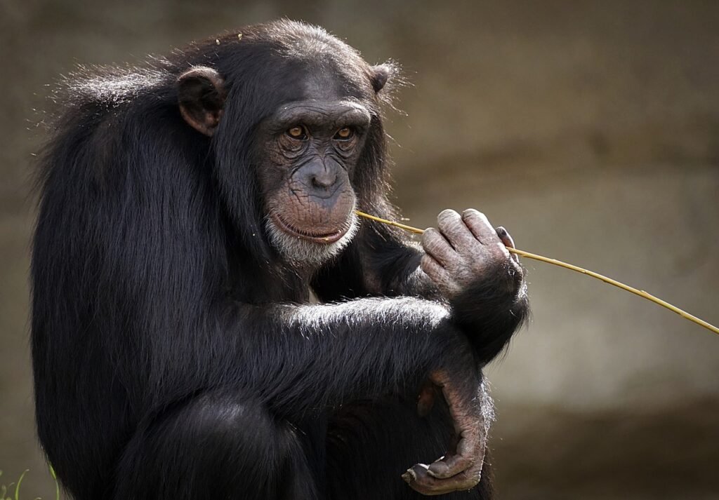 monkey, animal, mammal, primate, chimpanzee, nature, ape, portrait, species