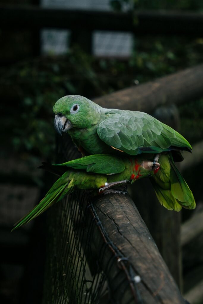 pexels-photo-13059363-13059363 Two vibrant green parrots perched on a wooden railing in a natural setting.