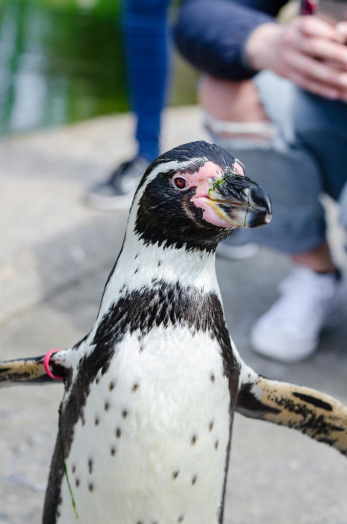 pexels-photo-145946-145946 Close-up of a Humboldt penguin standing outdoors with blurred people in the background.