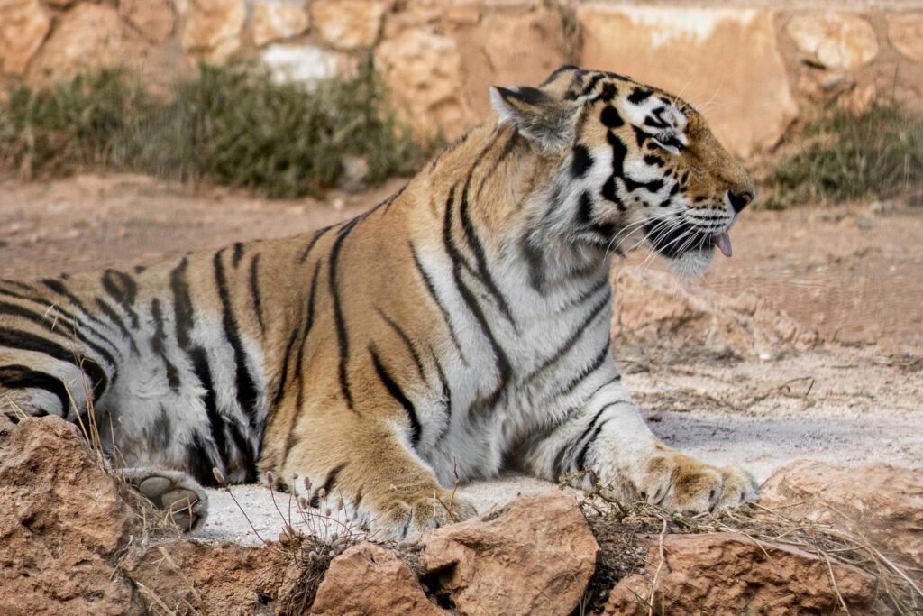 Close-up of a relaxing tiger showcasing its majestic fur and stripes.