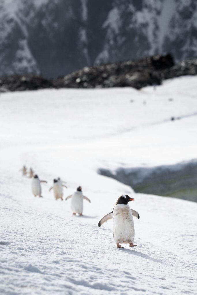 pexels-photo-20413999-20413999 Gentoo penguins walking on snowy terrain in Antarctica with a glacier in the background.