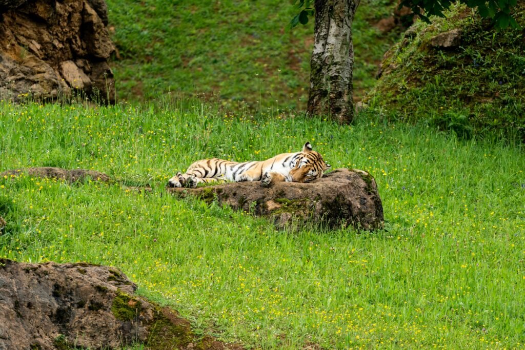 A tiger calmly rests on a rock amidst lush green surroundings, embodying tranquility in the wild.