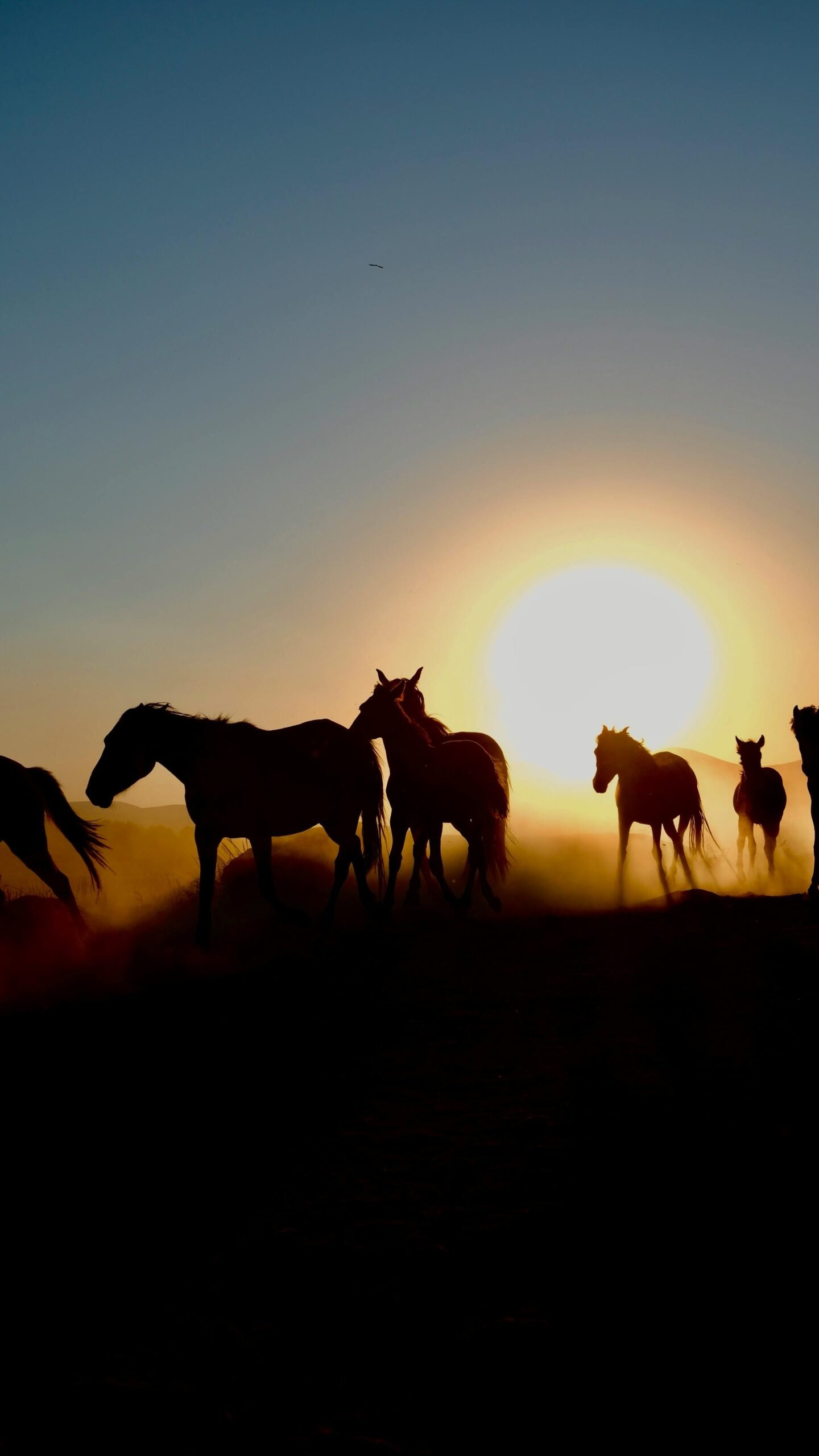 Silhouetted horses run across a desert landscape at sunset, creating a stunning natural scene.