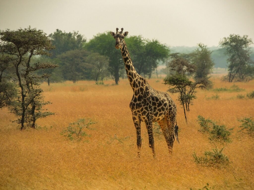 Captivating image of a giraffe roaming the wild landscape of Mara Region, Tanzania.