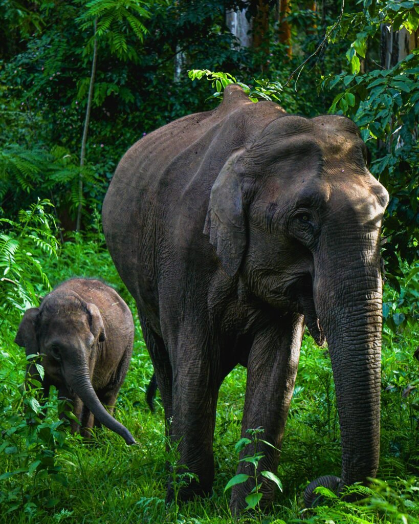 pexels-photo-30700319-30700319 Mother and baby Asian elephants in Nalkeri Forest, showcasing the beauty of wildlife.