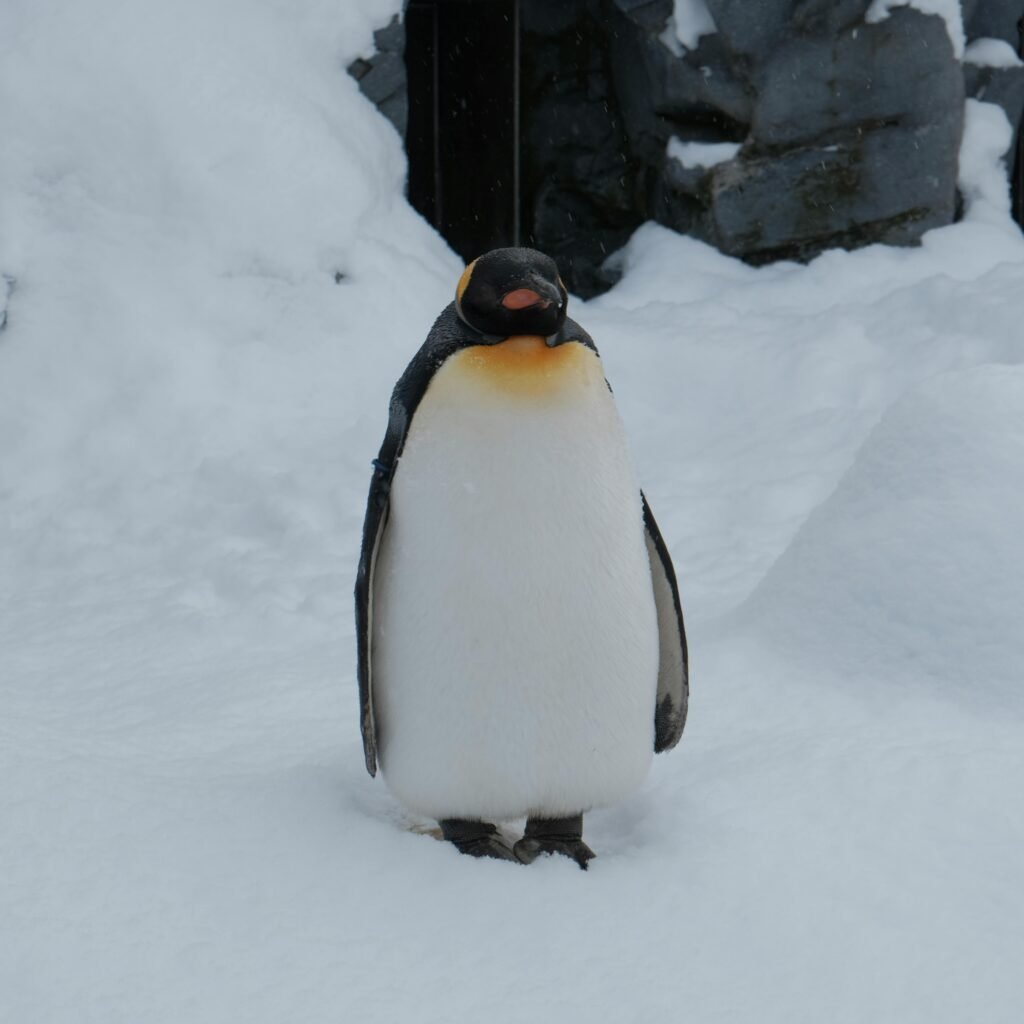 pexels-photo-31293895-31293895 Emperor penguin standing serenely on a snowy surface in a winter landscape.
