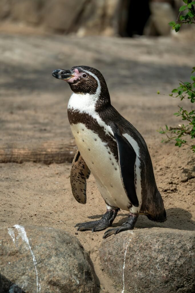 pexels-photo-31651296-31651296 Humboldt penguin stands on a rocky surface, basking in sunlight. Perfect for nature and wildlife themes.