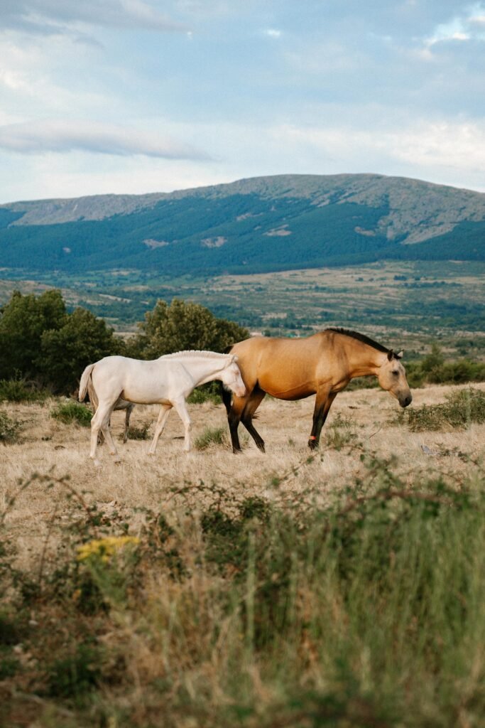 pexels-photo-33419554-33419554 Two wild horses roam in the scenic Spanish countryside with mountainous backdrop.
