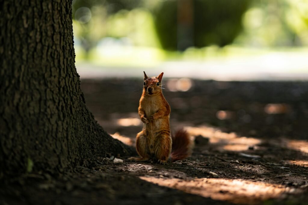 Adorable squirrel standing in a sunlit forest in Bursa, Türkiye.