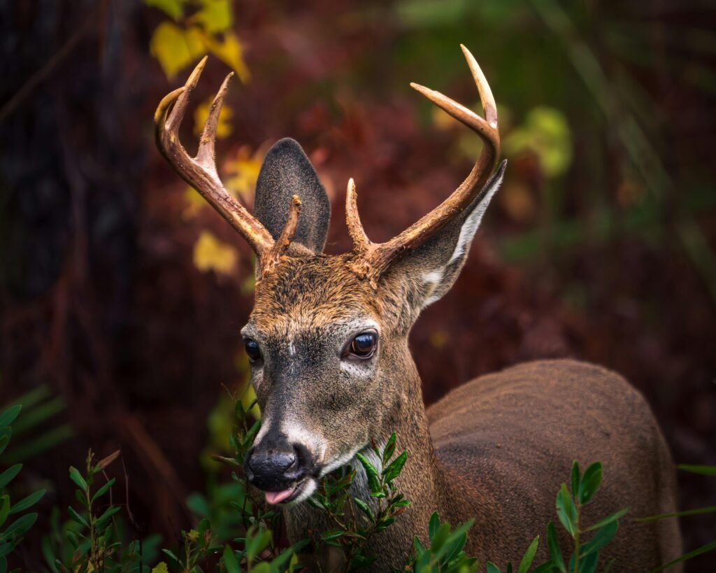 A close-up of a white-tailed deer with antlers in a vibrant autumn forest setting.