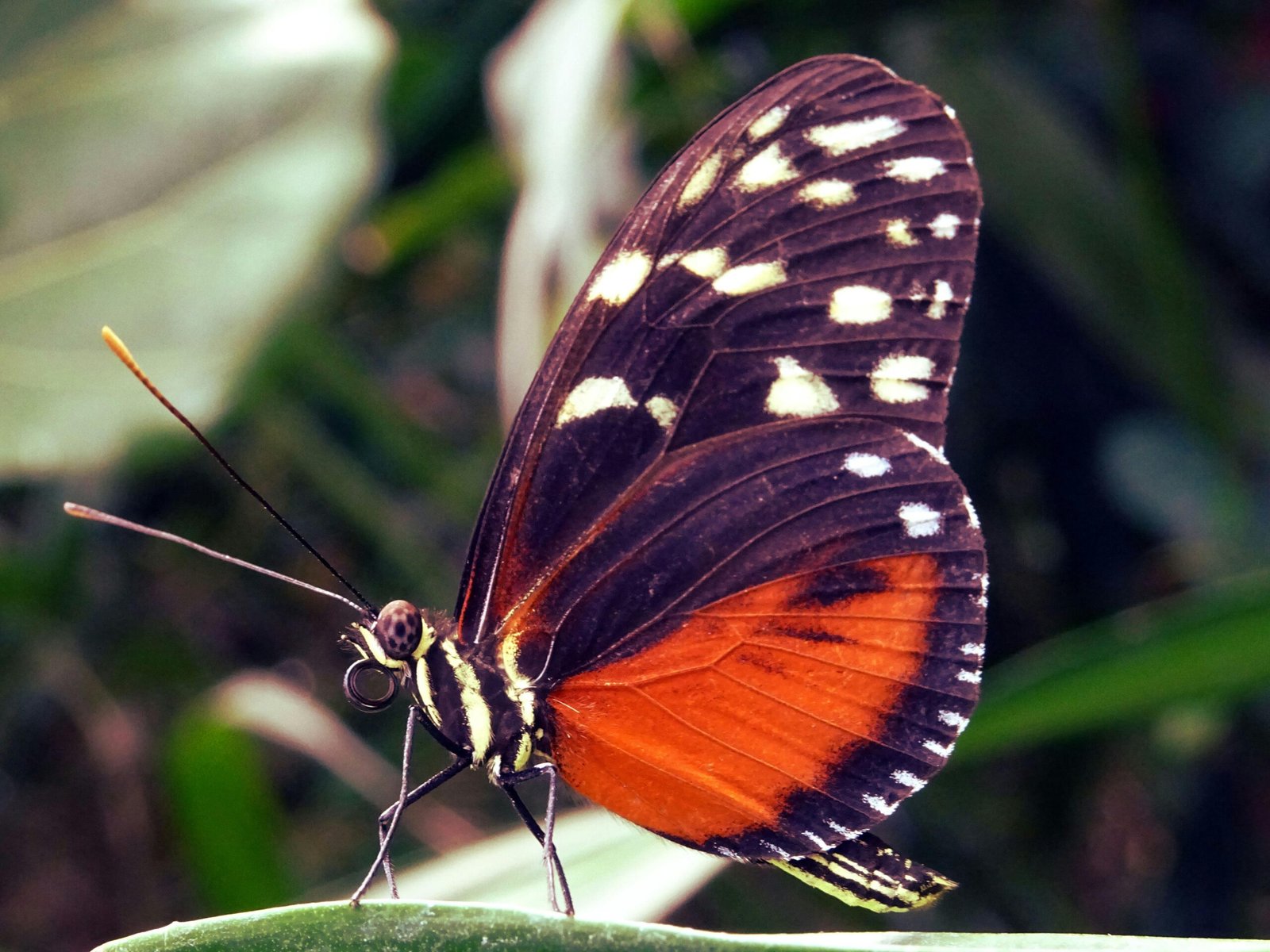 Beautiful close-up of butterfly with vibrant wings perched on a leaf, showcasing intricate patterns.