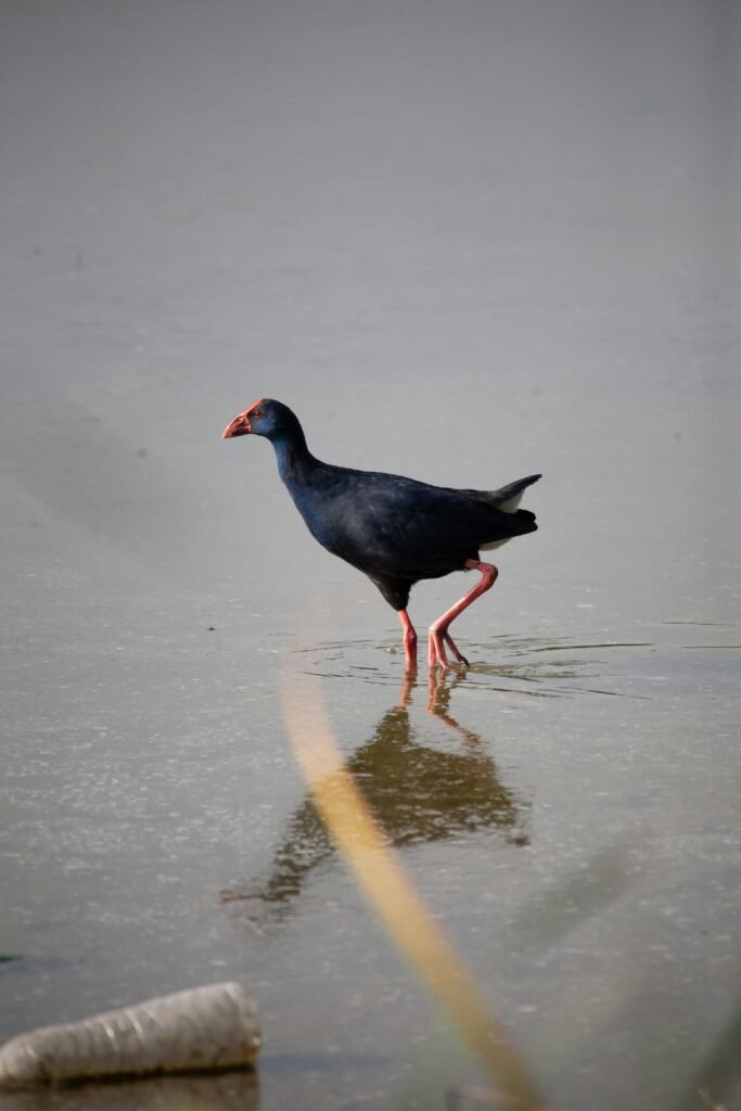 A striking Western Swamphen strolling across a tranquil watery habitat.