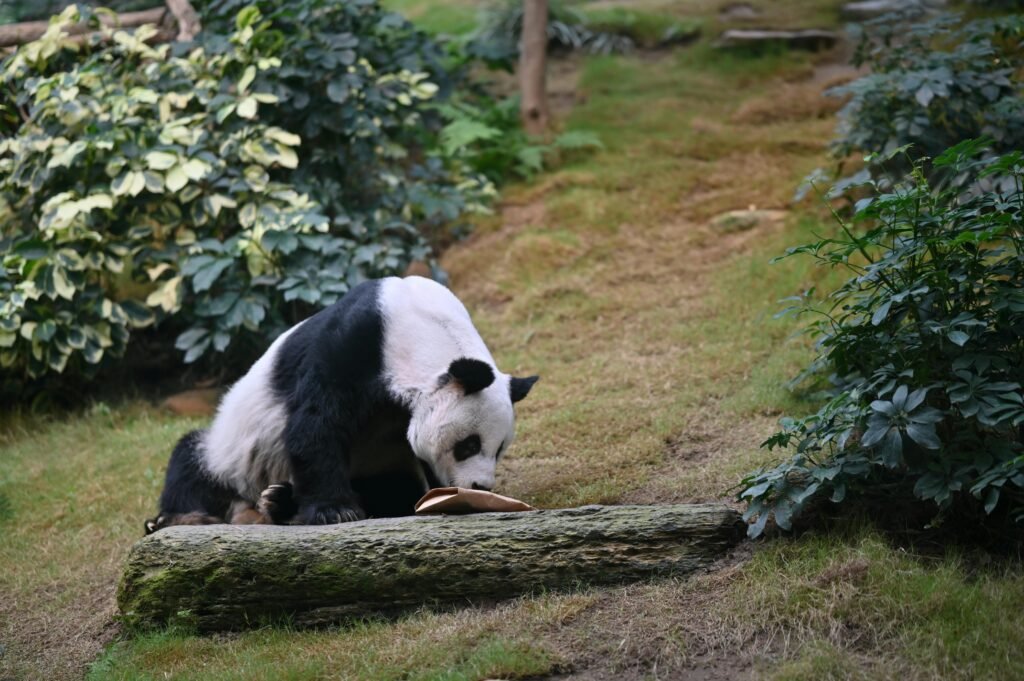 pexels-photo-9272401-9272401 A giant panda resting on a log surrounded by lush greenery in a zoo setting.