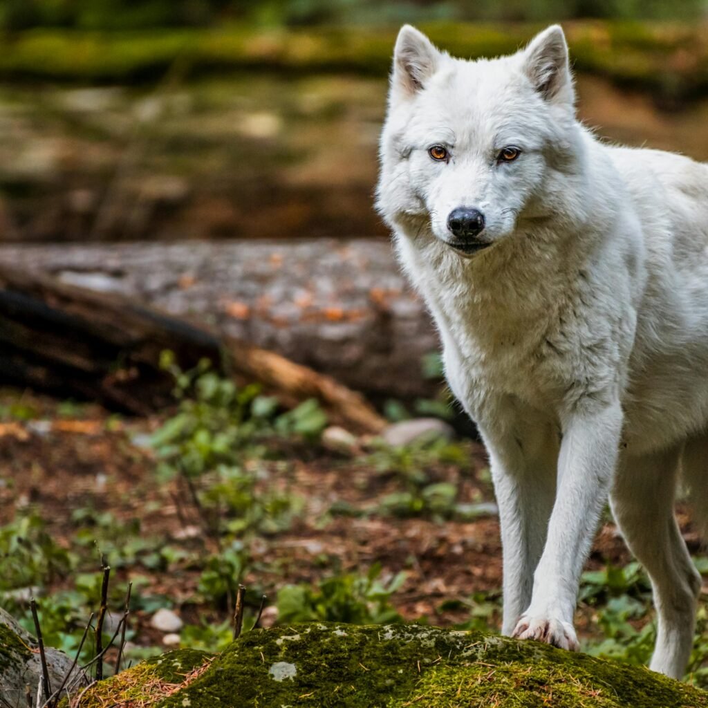 pexels-photo-9877291-9877291 Stunning Arctic wolf in a forest setting, showcasing its wild beauty and grace.