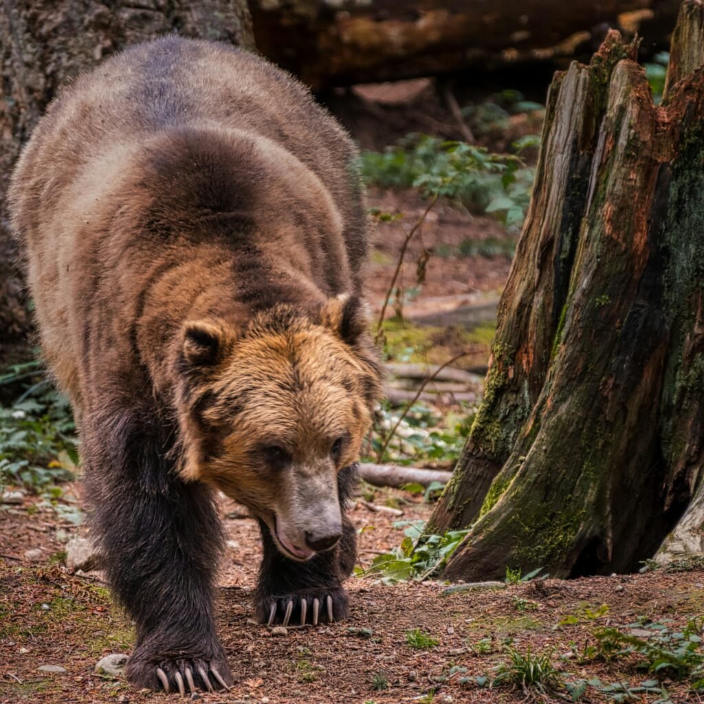 pexels-photo-9877292-9877292 A powerful brown bear walking through a forest, showcasing its strength and natural beauty.
